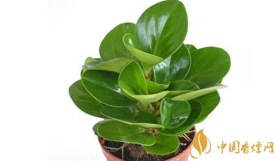 吸烟王植物的养殖方法