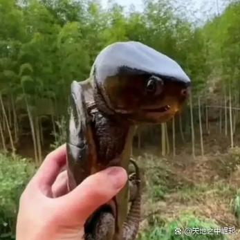 蛇缠龟最忌讳三个东西