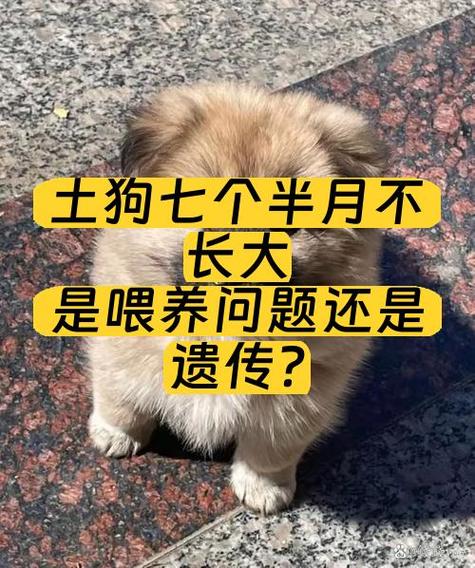 土狗喂饭还是喂狗粮好