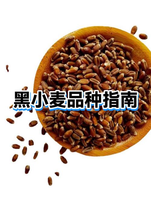 黑小麦图片图标