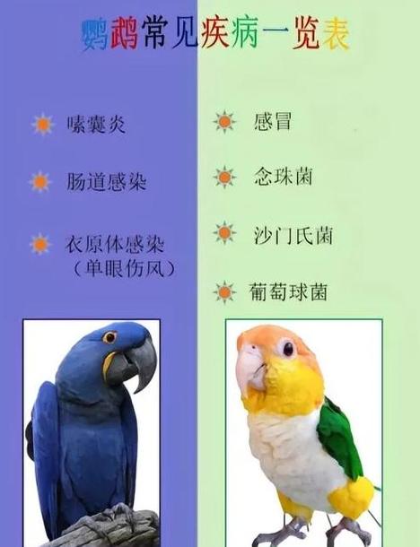 鹦鹉受凉后的症状贺岁版游戏截图