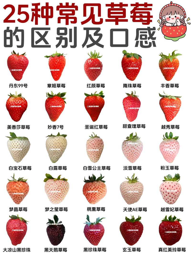 四季草莓品种排名缩略图