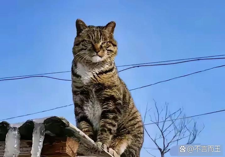 桌上有只大花猫翻译