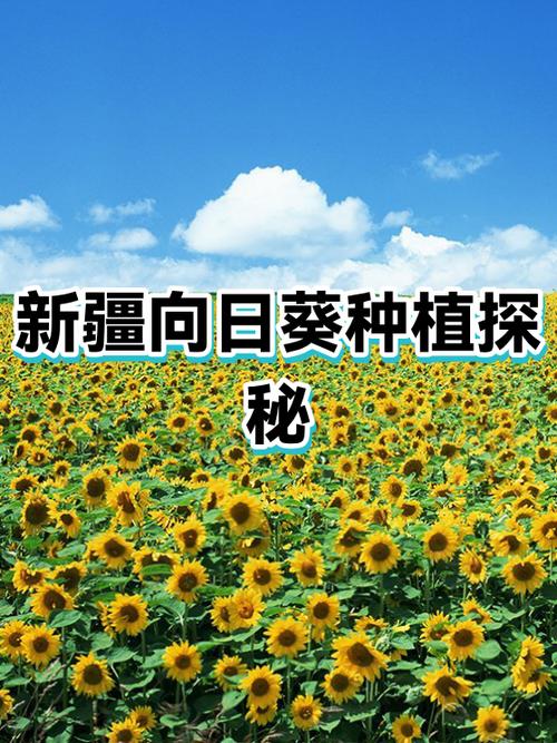 向日葵延迟高吗图标
