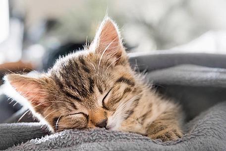 睡着了小猫咪下载缩略图