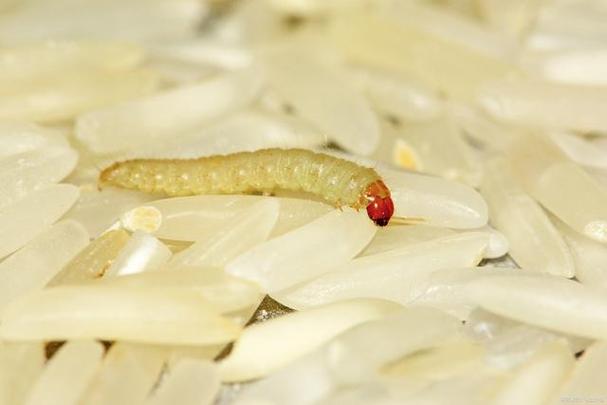 米虫短视频app美食教学
