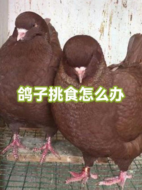 鸽子挑食怎么办小妙招缩略图