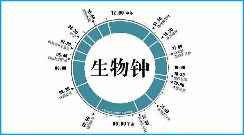 怎么知道自己的生物钟缩略图