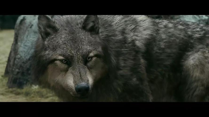 狼狼人把小米蕉咬子口变成了狼缩略图