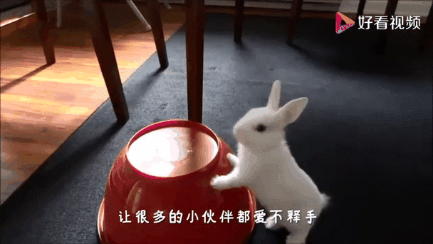 兔子tv直播app平台下载缩略图