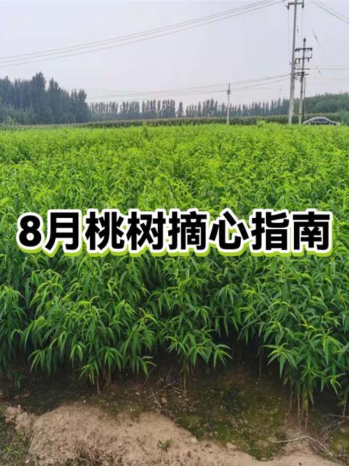 桃树摘心的正确方法