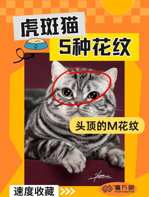 美印兔兔和美途的区别