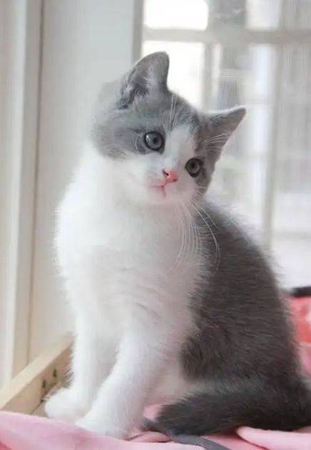 猫品种大全及图片缩略图
