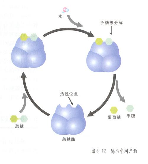 吃啥水果促进新陈代谢