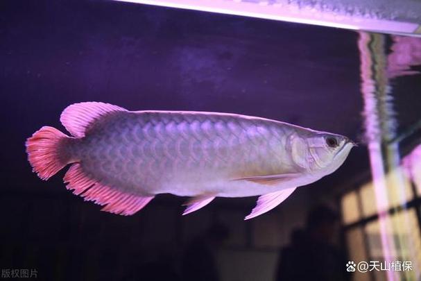 怎样让银龙鱼的颜色变漂亮图标