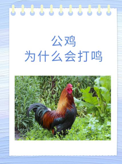 野公鸡叫声mp3试听图标