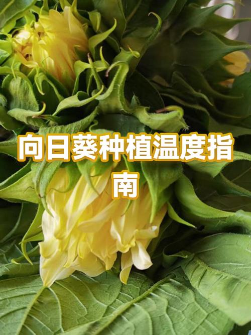 向日葵休眠图标