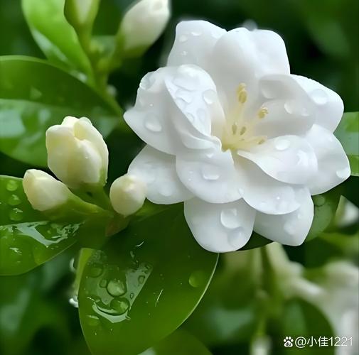 夲茉莉缩略图