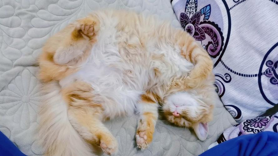 熟睡中的猫咪桃子移植-熟睡游戏截图
