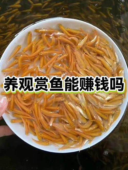 锦鲤看看赚钱可靠吗缩略图
