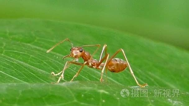 蚂蚁短视频缩略图