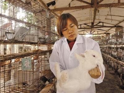 养兔专业户共养白兔和黑兔240只