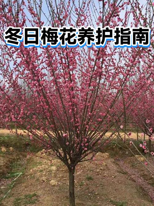 梅花任务兼职平台缩略图
