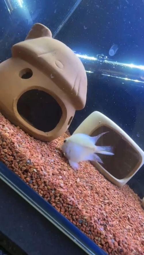 能和鹦鹉鱼混养的鱼