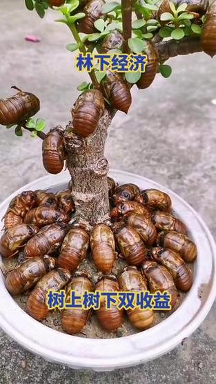 金蝉养殖技术方法