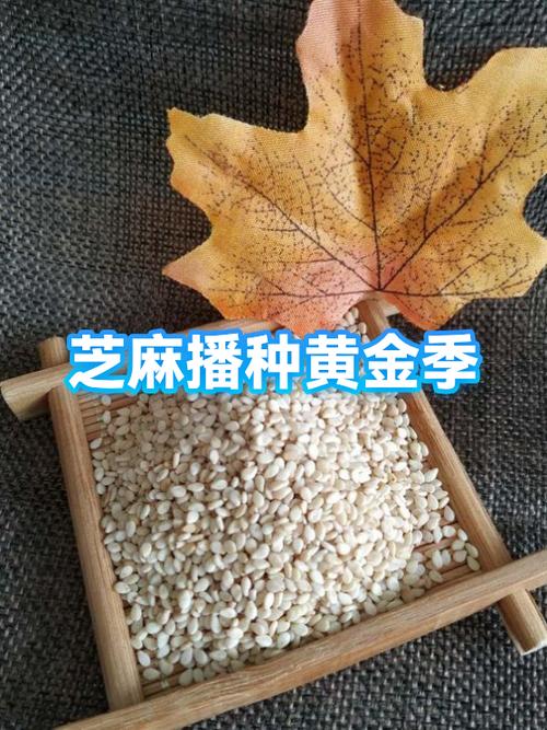 闲鱼芝麻信用授权有风险吗缩略图