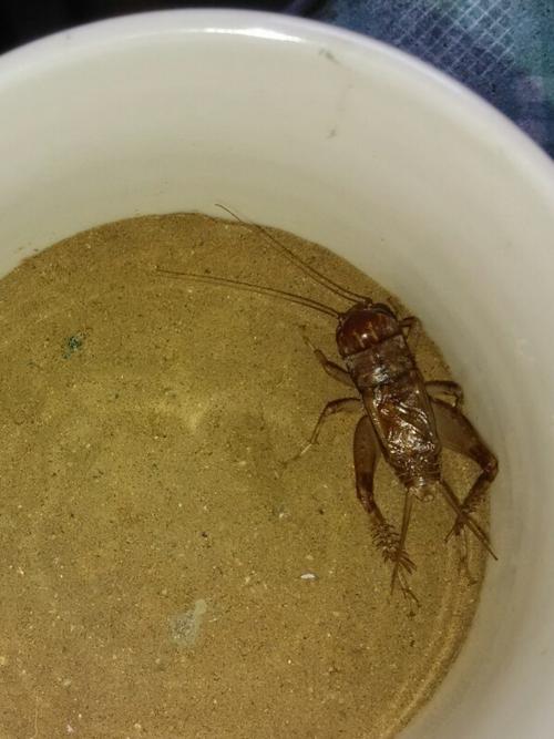 如何把蟋蟀从屋里驱赶出去