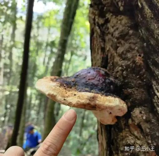 书上的蘑菇可以吃吗缩略图