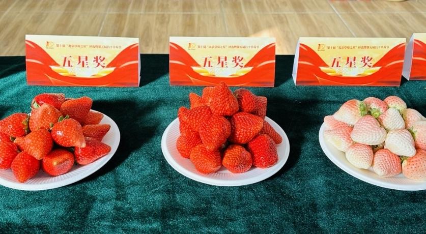 草莓之星游戏截图