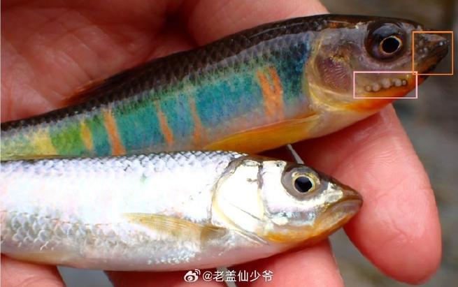 公鱼追星多长时间
