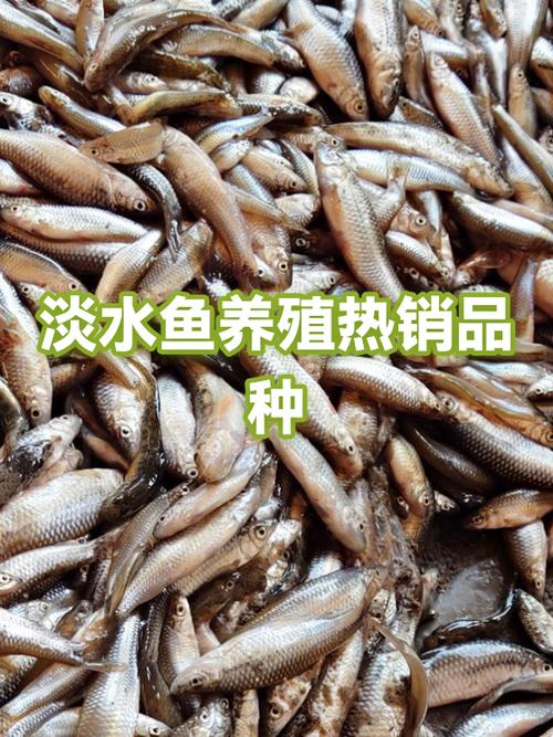 小鱼品种大全图片缩略图
