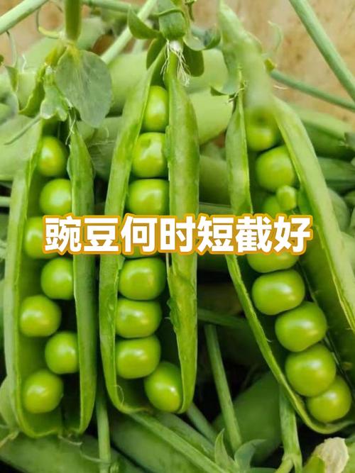 豌豆短视频旧版本下载安装游戏截图