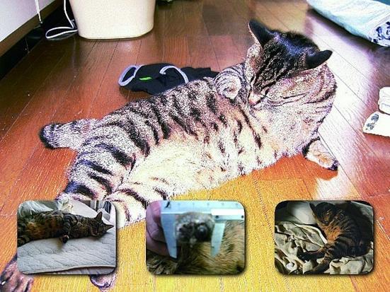 给力猫手机版下载