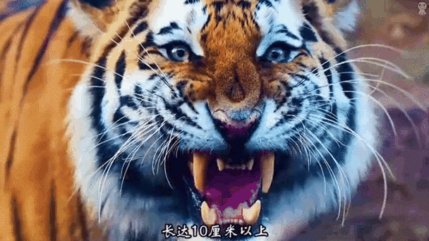 花都猛虎缩略图