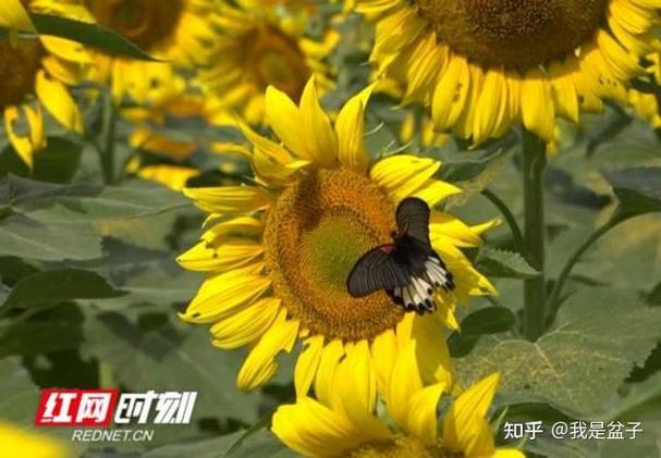 向日葵登录一直提示账号或密码错误缩略图