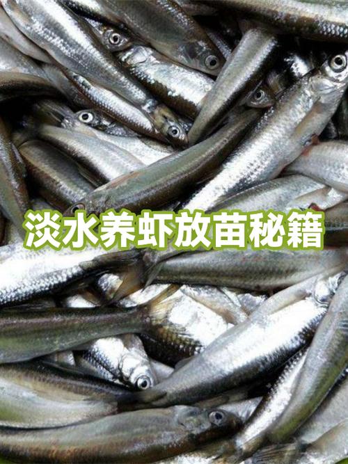 养虾提现缩略图