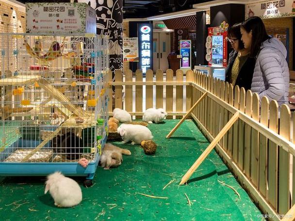 可以养的奇特宠物缩略图