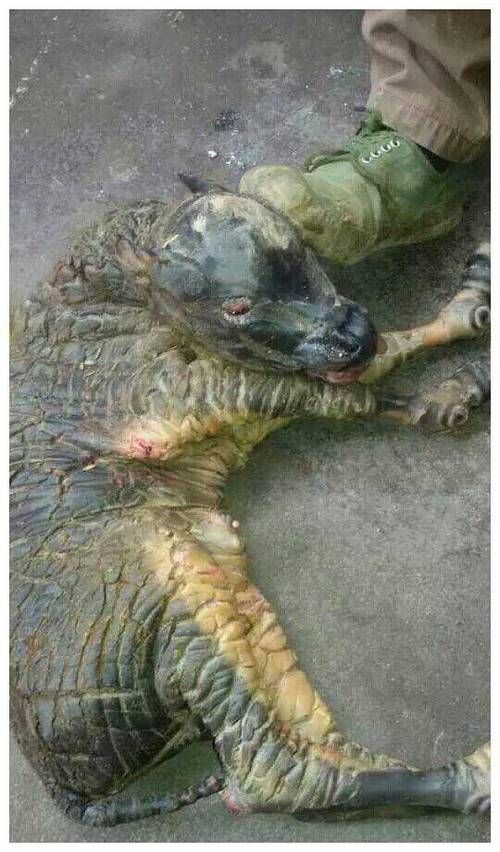 麒麟图片真实缩略图
