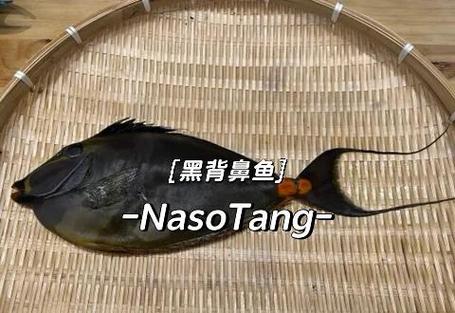 黑背