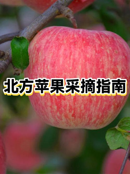 苹果保质期多久图标