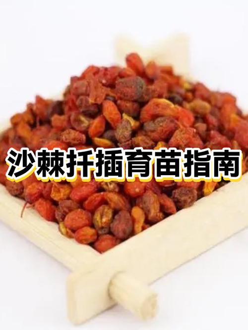 沙棘原浆一次喝多少毫升图标