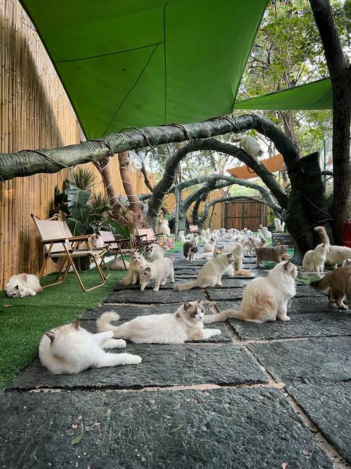 情侣免费观看在线熊猫网站