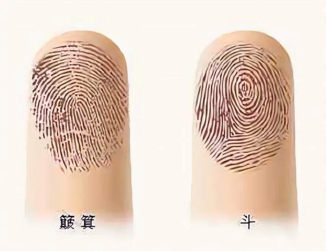 簸箕纹长在手掌上