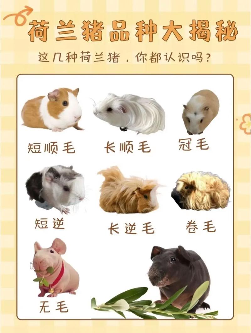 荷兰温血马的特点和品种游戏截图