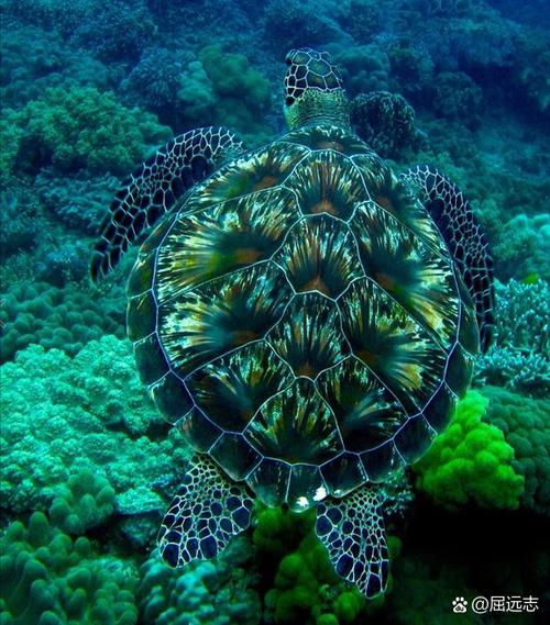 海龟壳的获取方式