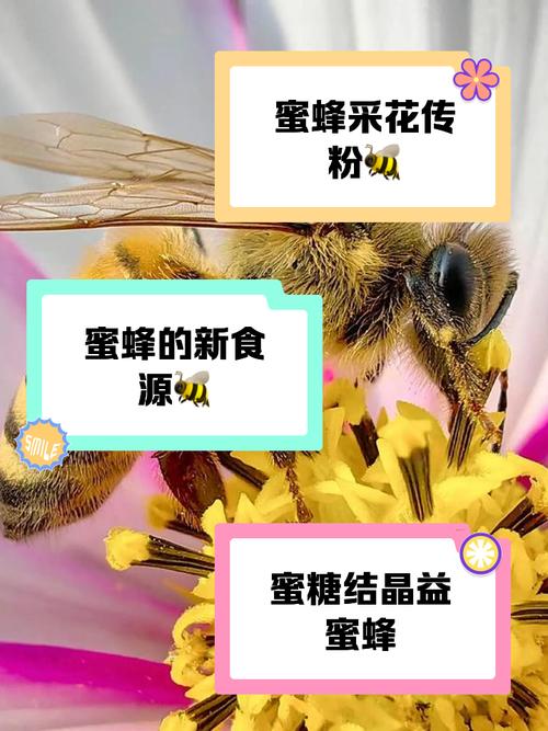 蜜蜂优选邀请码获取缩略图